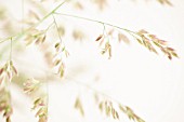 HOLCUS LANATUS, YORKSHIRE FOG GRASS