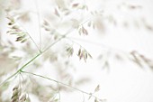 HOLCUS LANATUS, YORKSHIRE FOG GRASS