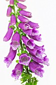 DIGITALIS PURPUREA, FOXGLOVE