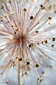 ALLIUM CRISTOPHII ‘STAR OF PERSIA’, ALLIUM