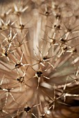 ALLIUM CRISTOPHII ‘STAR OF PERSIA’, ALLIUM