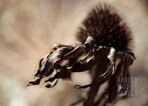 Sara single coneflower