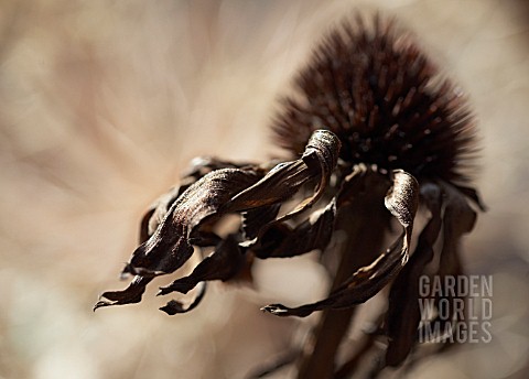 ECHINACEA_PURPUREA_ECHINACEA_PURPLE_CONEFLOWER