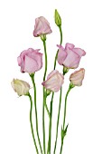 EUSTOMA, LISIANTHUS