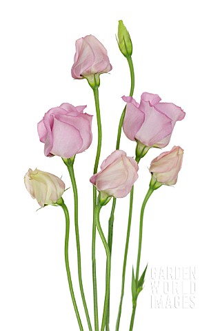 EUSTOMA_LISIANTHUS