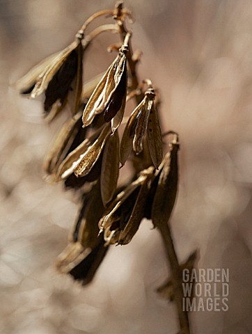 HOSTA_SIEBOLDIANA_HOSTA