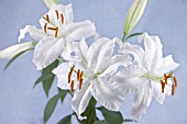 LILIUM CASA BLANCA, LILY