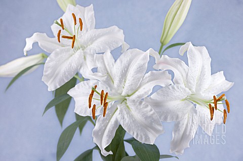 LILIUM_CASA_BLANCA_LILY