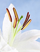 LILIUM CASA BLANCA, LILY