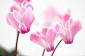 CYCLAMEN, CYCLAMEN