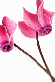 CYCLAMEN, CYCLAMEN