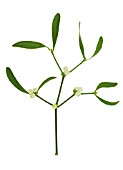 VISCUM ALBUM, MISTLETOE