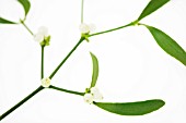 VISCUM ALBUM, MISTLETOE