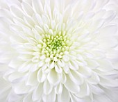 CHRYSANTHEMUM, CHRYSANTHEMUM