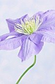 CLEMATIS ‘CEZANNE’, CLEMATIS