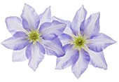 CLEMATIS ‘CEZANNE’, CLEMATIS