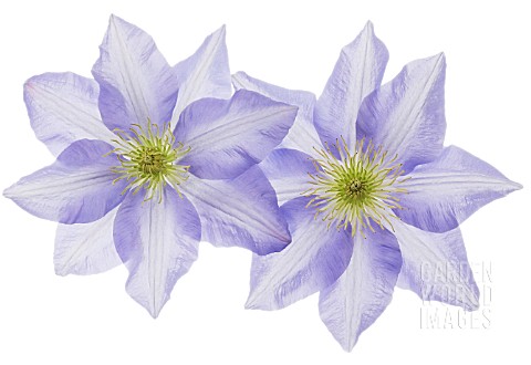 CLEMATIS_CEZANNE_CLEMATIS