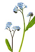 MYOSOTIS, FORGET-ME-NOT