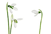 GALANTHUS ELWESII, SNOWDROP