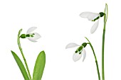 GALANTHUS ELWESII, SNOWDROP