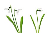 GALANTHUS ELWESII, SNOWDROP