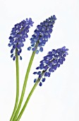 MUSCARI, GRAPE HYACINTH