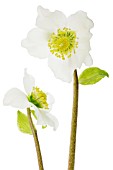 HELLEBORUS NIGER, CHRISTMAS ROSE