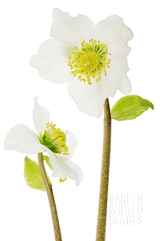 HELLEBORUS_NIGER_CHRISTMAS_ROSE