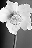 HELLEBORUS NIGER, CHRISTMAS ROSE