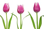 TULIPA, TULIP