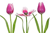 TULIPA, TULIP