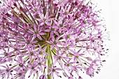 ALLIUM HOLLANDICUM PURPLE SENSATION, ALLIUM