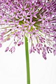 ALLIUM HOLLANDICUM PURPLE SENSATION, ALLIUM