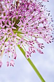 ALLIUM HOLLANDICUM PURPLE SENSATION, ALLIUM