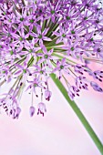 ALLIUM HOLLANDICUM PURPLE SENSATION, ALLIUM