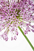 ALLIUM HOLLANDICUM PURPLE SENSATION, ALLIUM