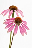 ECHINACEA ANGUSTIFOLIA, ECHINACEA, PURPLE CONEFLOWER