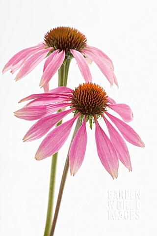 ECHINACEA_ANGUSTIFOLIA_ECHINACEA_PURPLE_CONEFLOWER