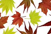 ACER, MAPLE