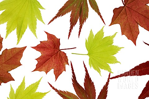 ACER_MAPLE