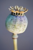 PAPAVER SOMNIFERUM, POPPY - OPIUM POPPY