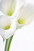 ZANTEDESCHIA, LILY - ARUM LILY, CALLA LILY