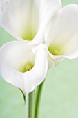 ZANTEDESCHIA, LILY - ARUM LILY, CALLA LILY