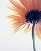 GERBERA, GERBERA