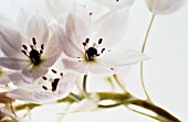 ORNITHOGALUM THYRSOIDES, STAR-OF-BETHLEHEM