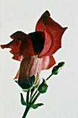 ANTIRRHINUM, SNAPDRAGON