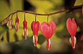 DICENTRA SPECTABILIS, BLEEDING HEART