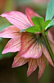 HELLEBORUS, HELLEBORE