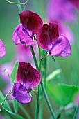 LATHYRUS ODORATUS ‘MATUCANA’, SWEET PEA