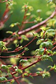 ACER PALMATUM ‘SANGO KAKU’, JAPANESE MAPLE